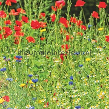 Wilde bloemen in het veld photomural ML235 Wallpaper Queen Behang Expresse